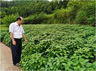 四川省学术技术和带头人后备人选豆类专家  张明荣